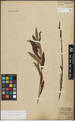 Foto von Salix purpurea L. x Salix viminalis L.